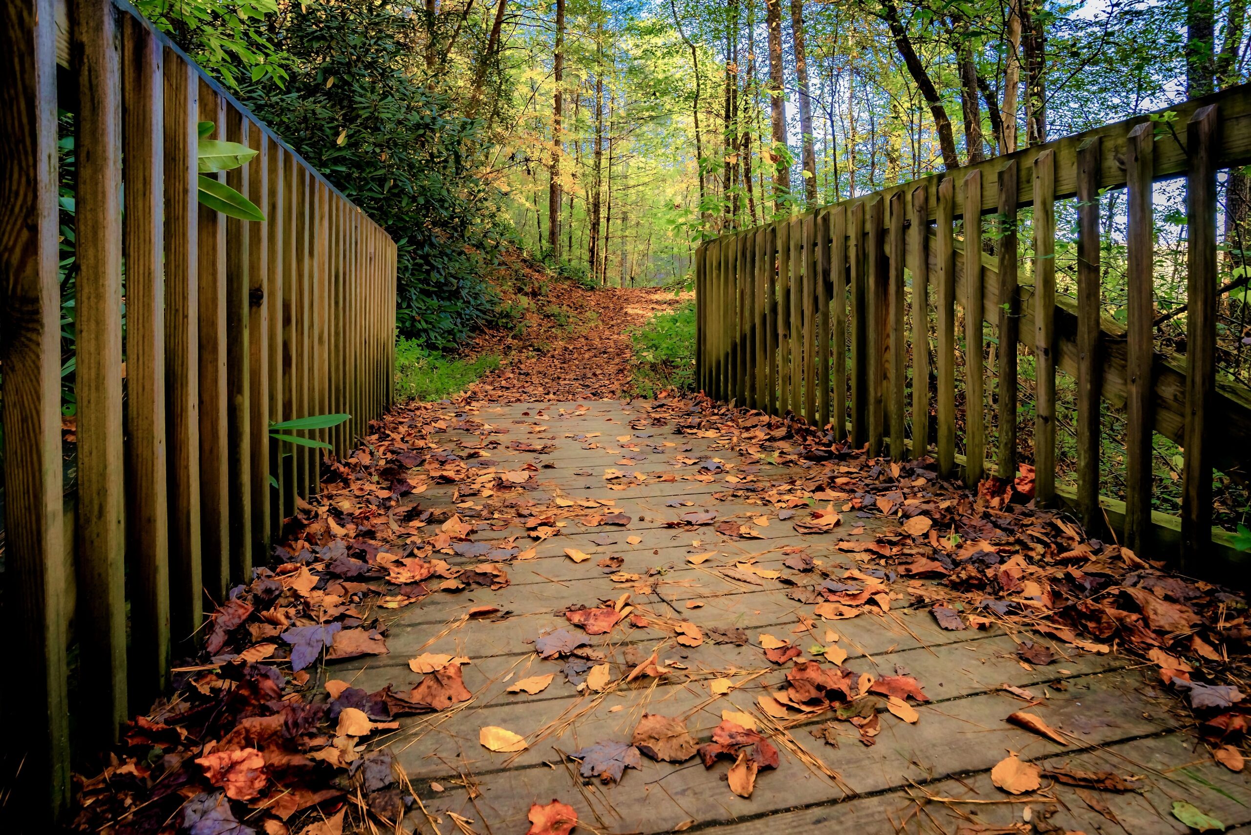 Beautiful shot of greenery and a bridge in the forest - perfect for background